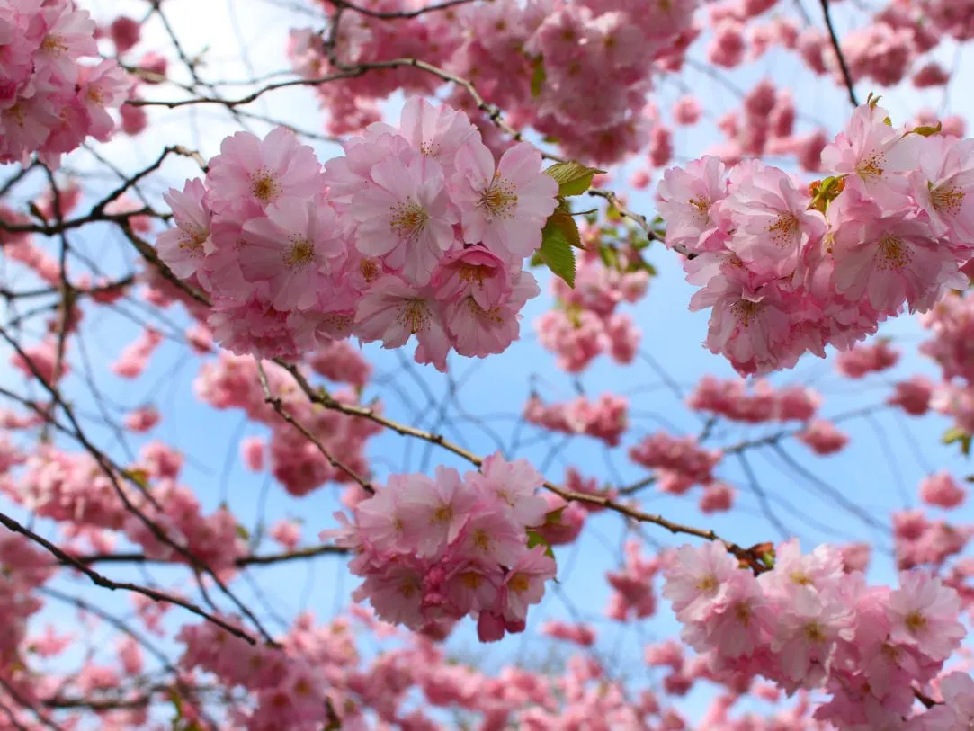 Λίπασμα ανθέων