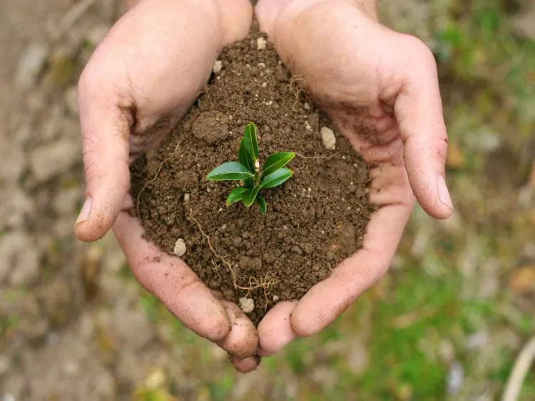 Μεγαλώνοντας Φυτά